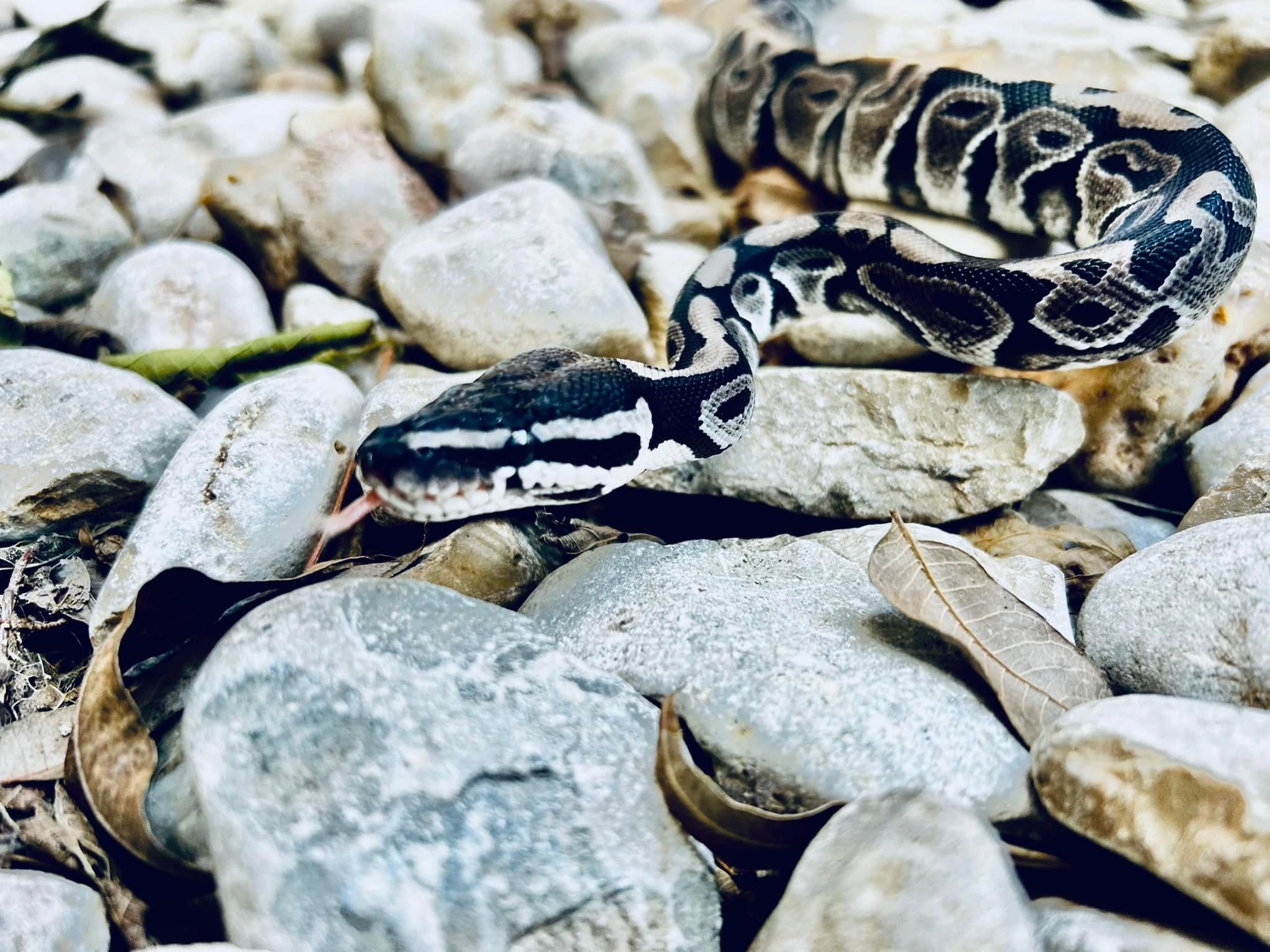 Ball Pythons - Elliott Exotics - Abilene, Texas