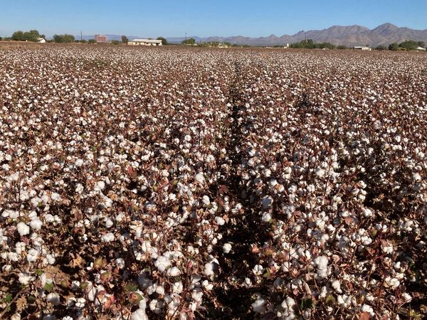 Pima Cotton