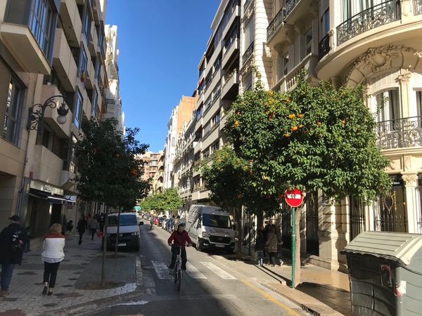 Orange trees in Valencia