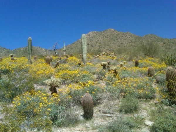 McDowell Mountain Reserve