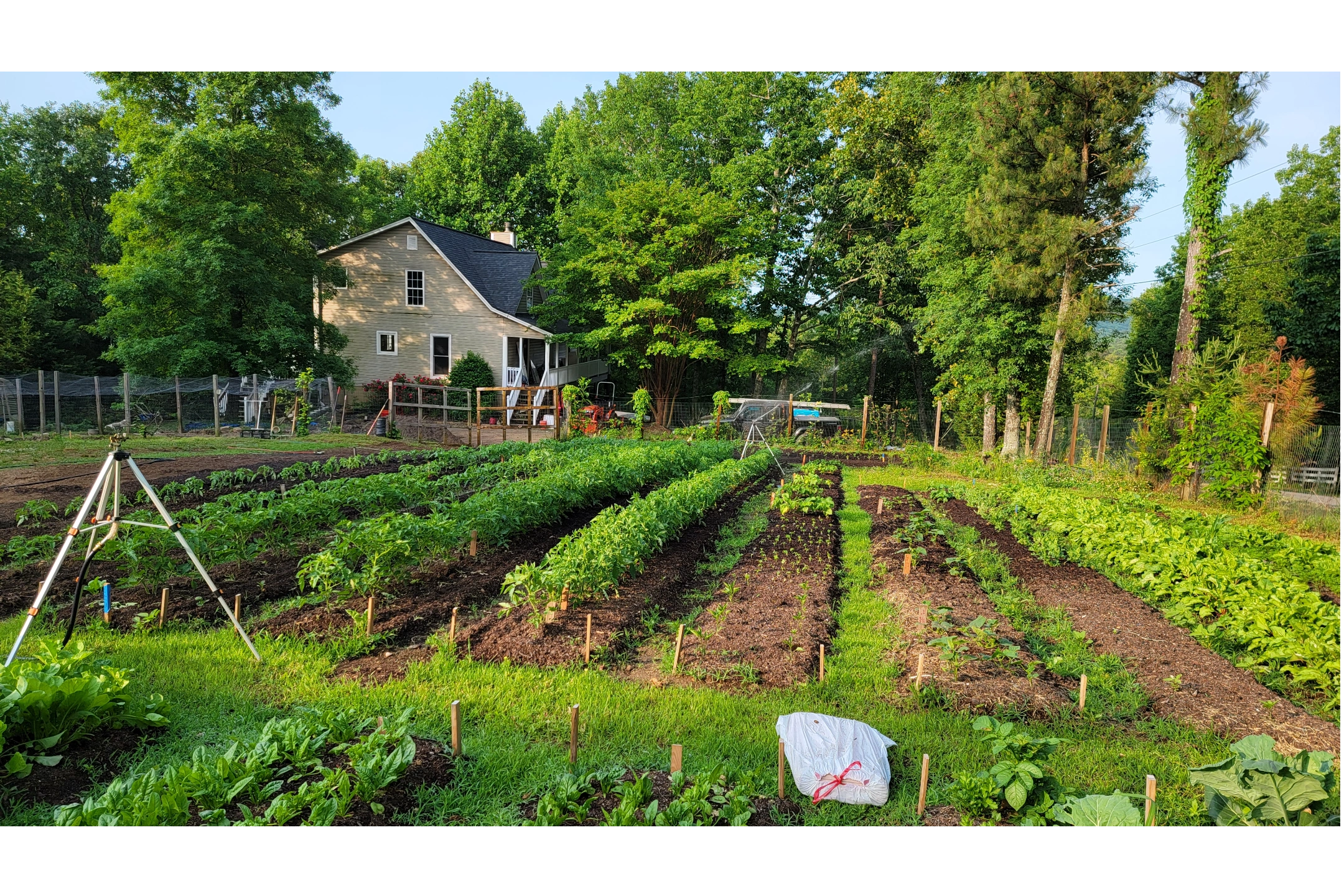 Big Dawg Farm