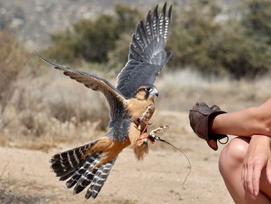 Falconry service 