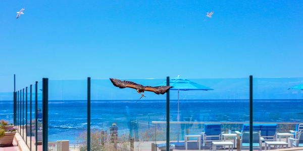 San Diego bird abatement