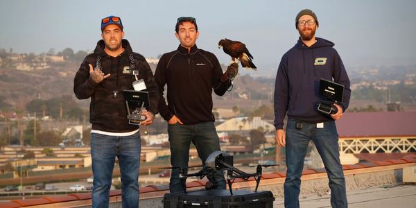 California falconry services