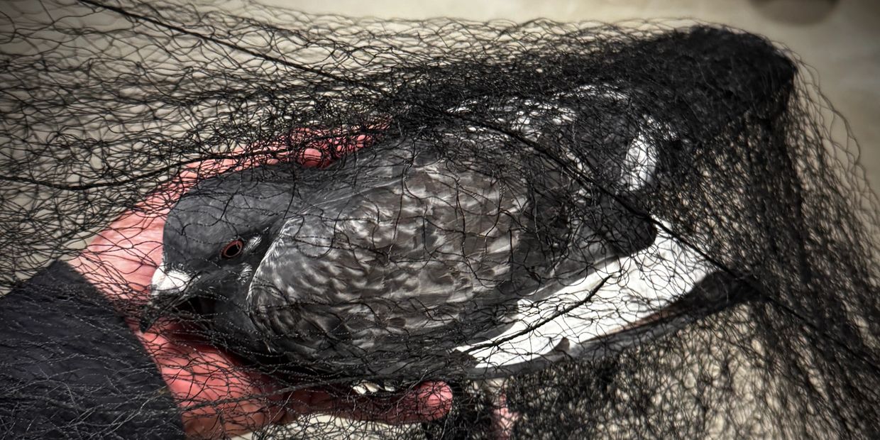 Pigeon removal