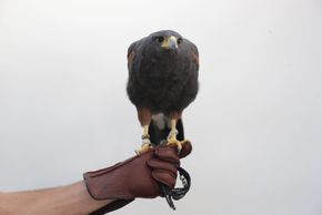 Adult Male Harris Hawk 
