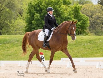 Dressage rider on an Oldenburg