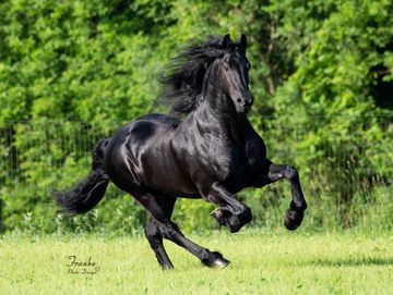 Friesian stallion Thorben 466 running in a field