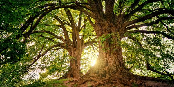 Sunlight filters through the lush green branches of two ancient trees.