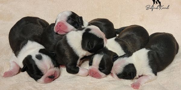 We have one beautiful male available from this litter! We are expecting Pug puppies any day now! All