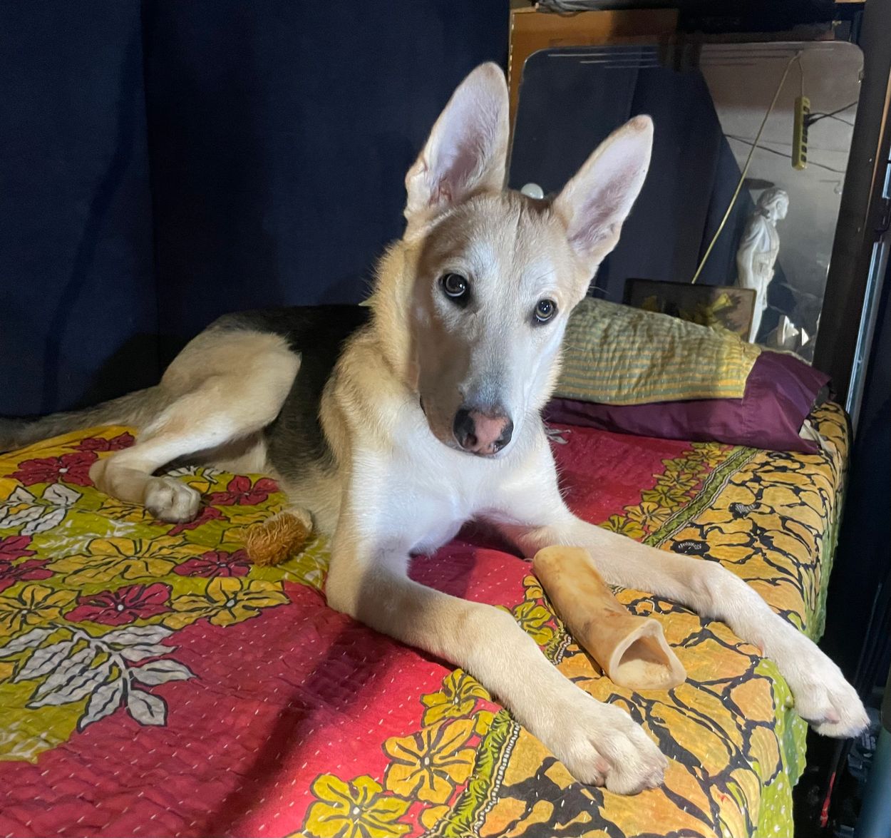 adopt a rescue dog
