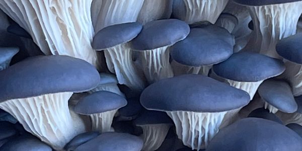 Blue oyster mushrooms