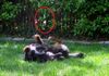 Backyard frolic during her first day home. That evening, she would escape through the small opening circled in red.
