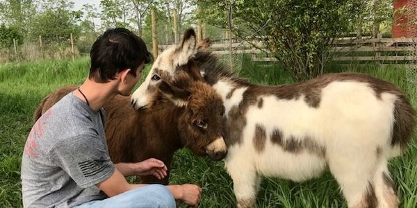A man affectionately interacts with two donkeys in a grassy field.
