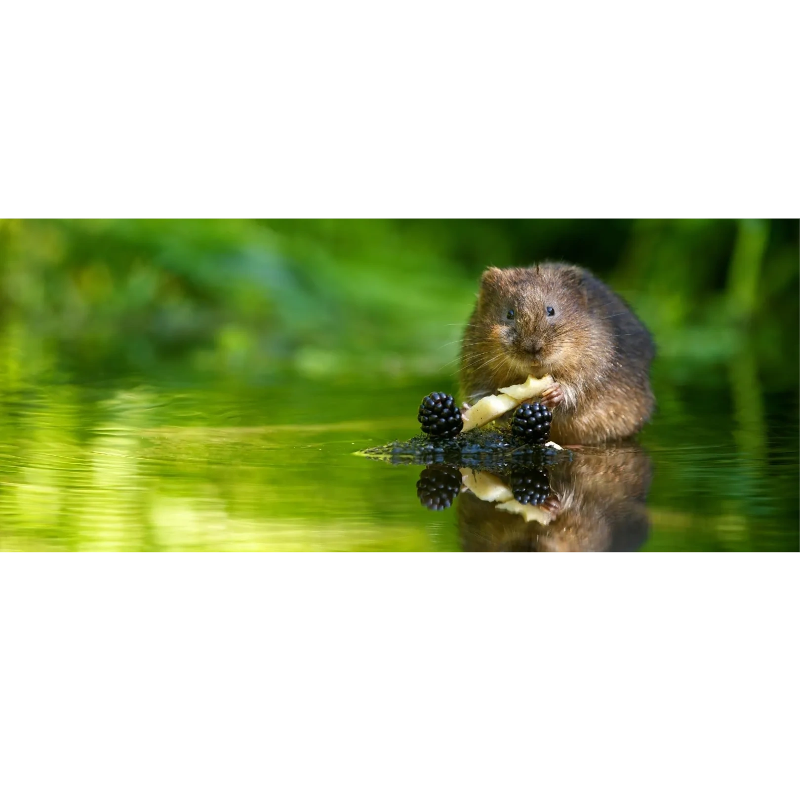 Supporting the Water Vole Project in Devon