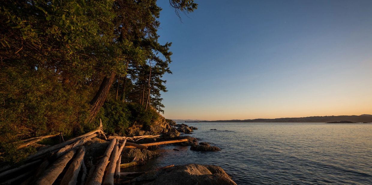 Sunset over a rocky shoreline with driftwood and pine trees.