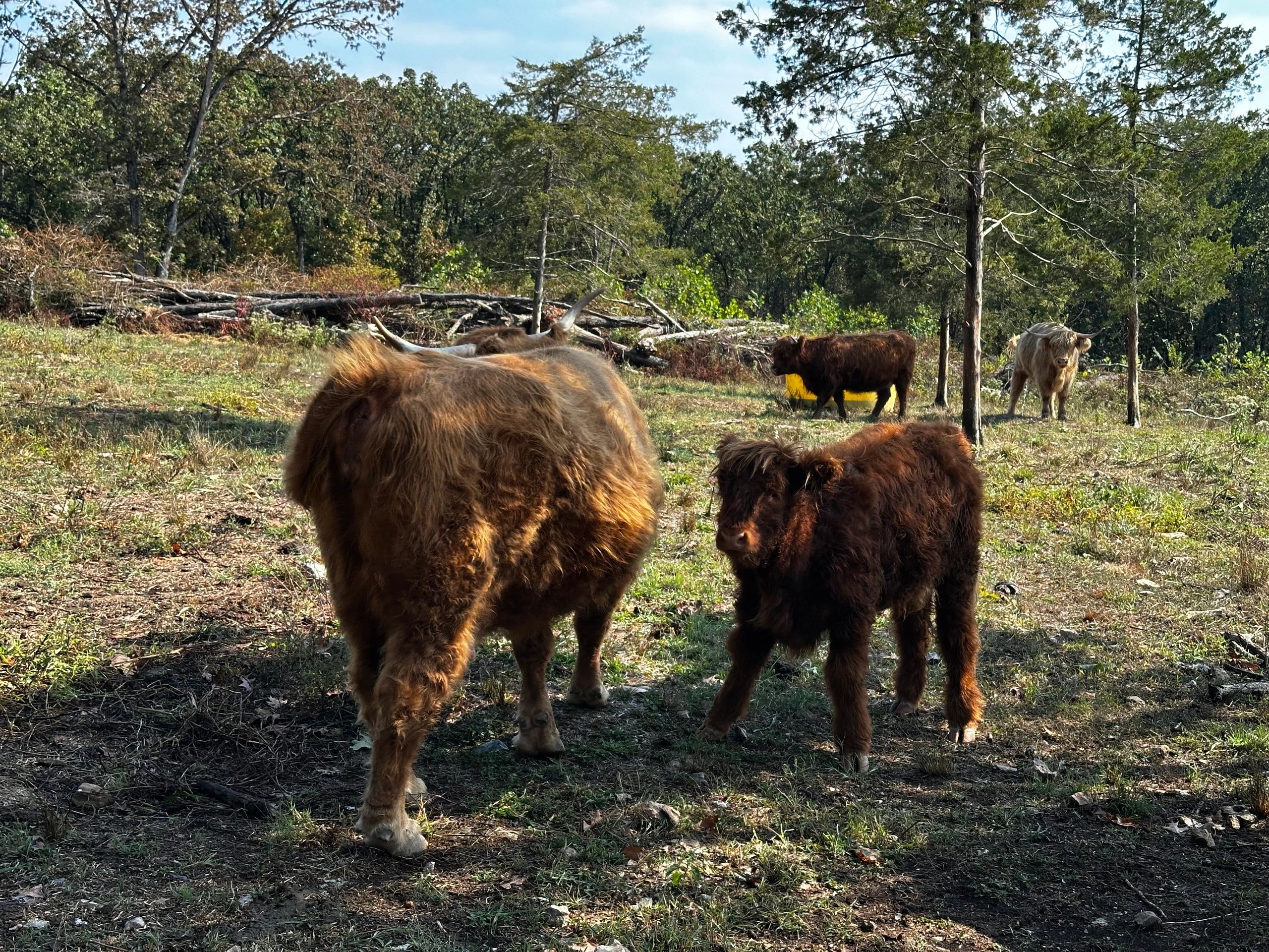Clover Mae ( heifer) Born March 18 2025