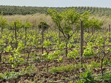 Viñedos Sancha Pérez 