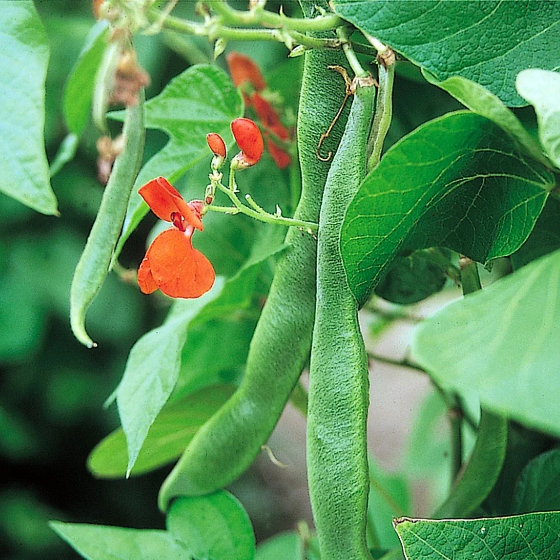 Beans