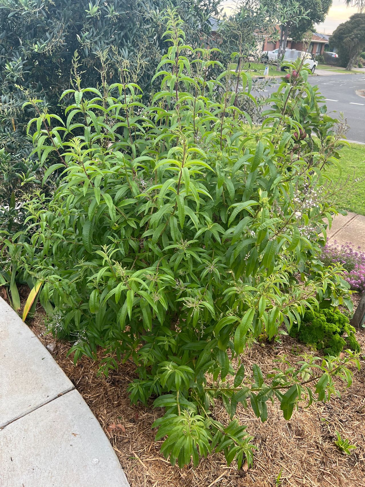 Lemon Verbena Plant