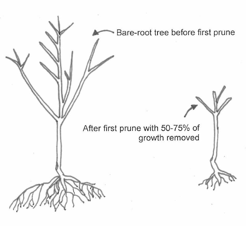 Fruit tree season