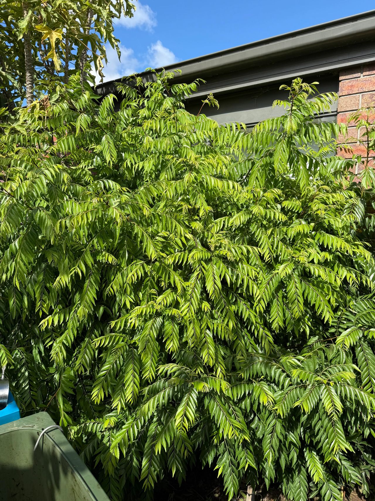 Curry leaf tree