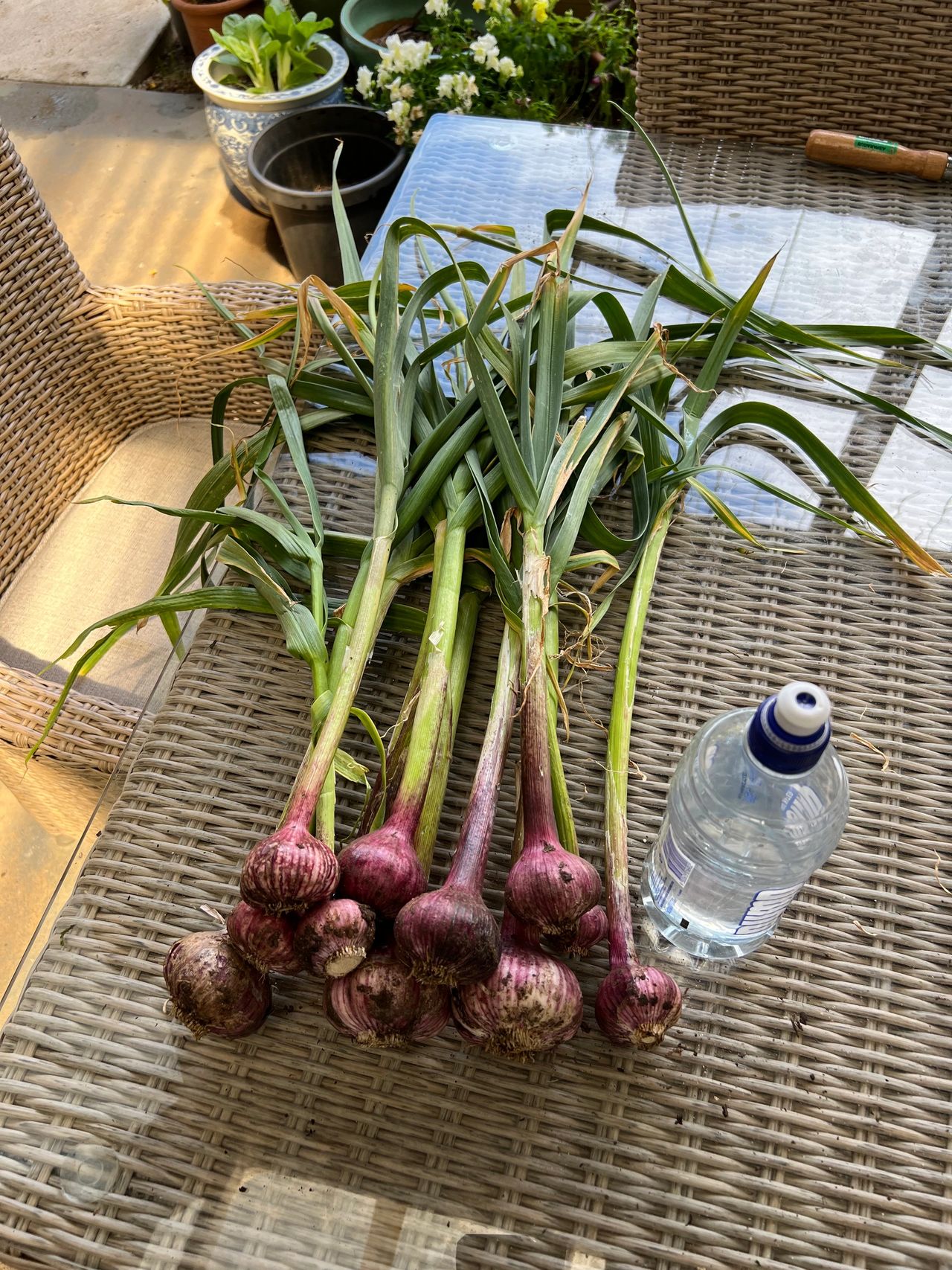Time to plant garlic
