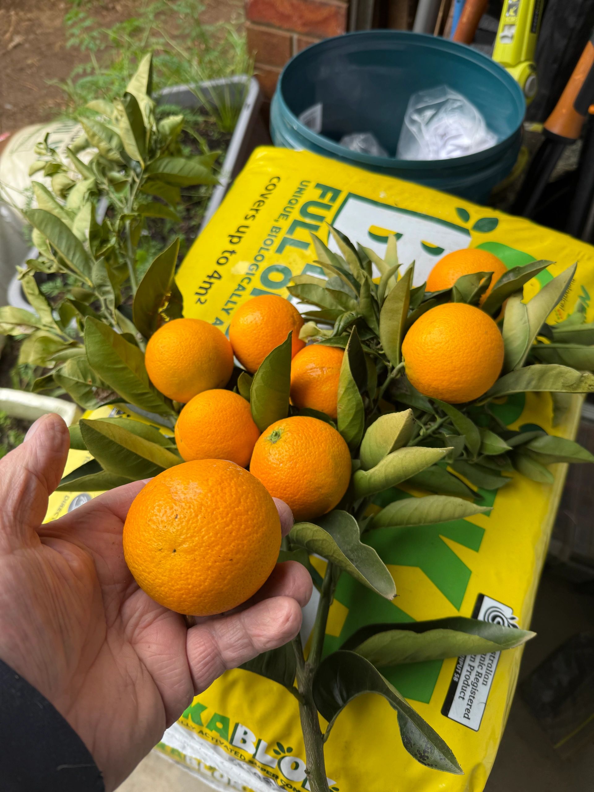 Is it ripe?