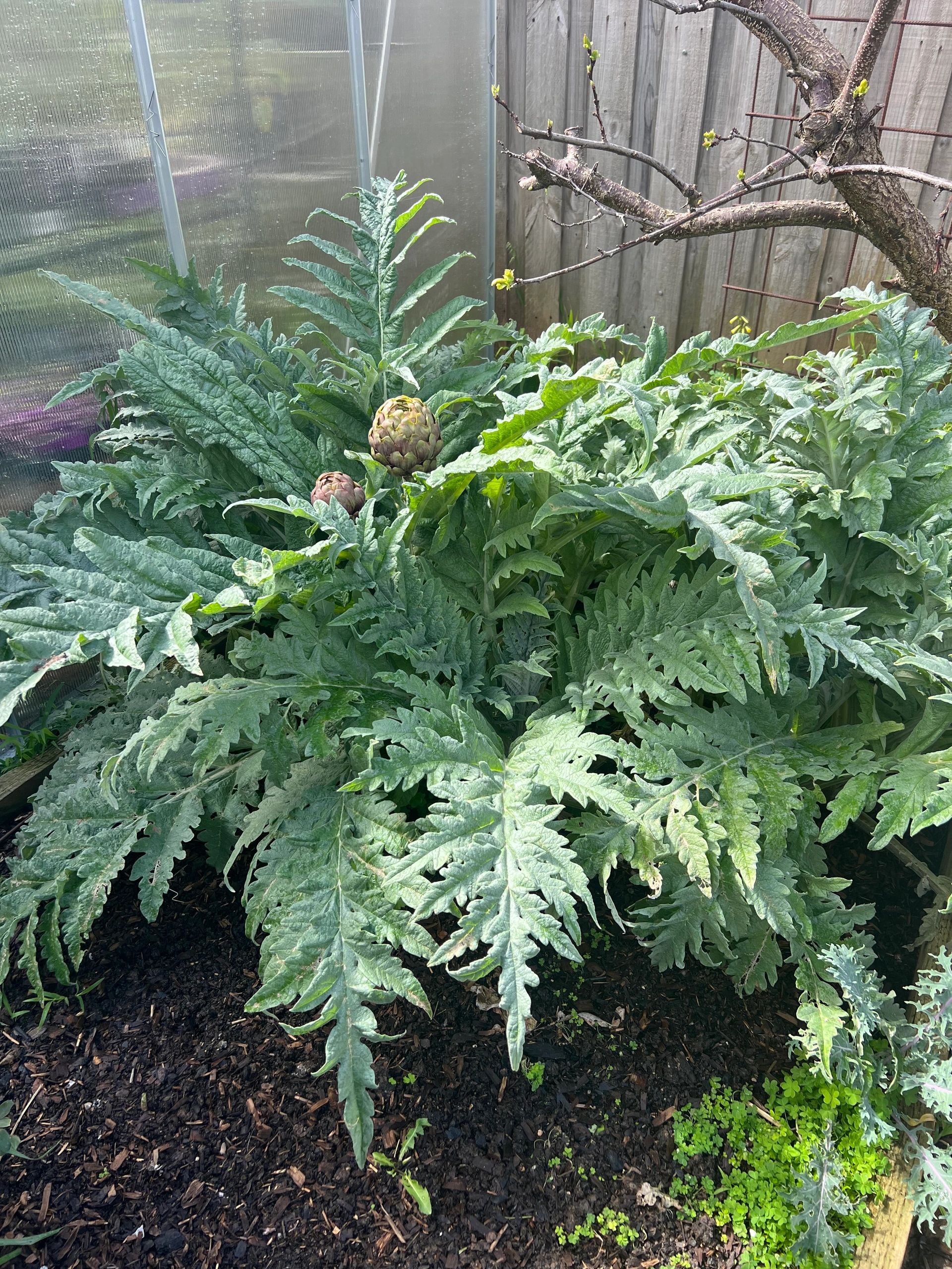 Artichokes