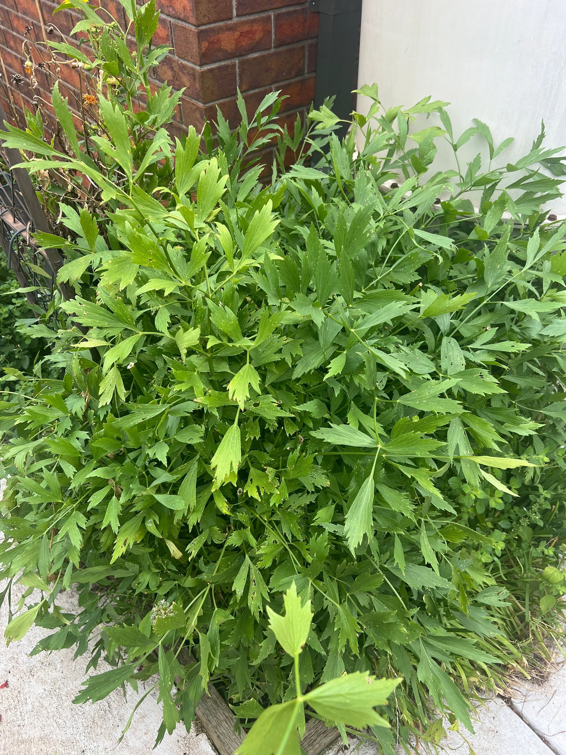 Lovage