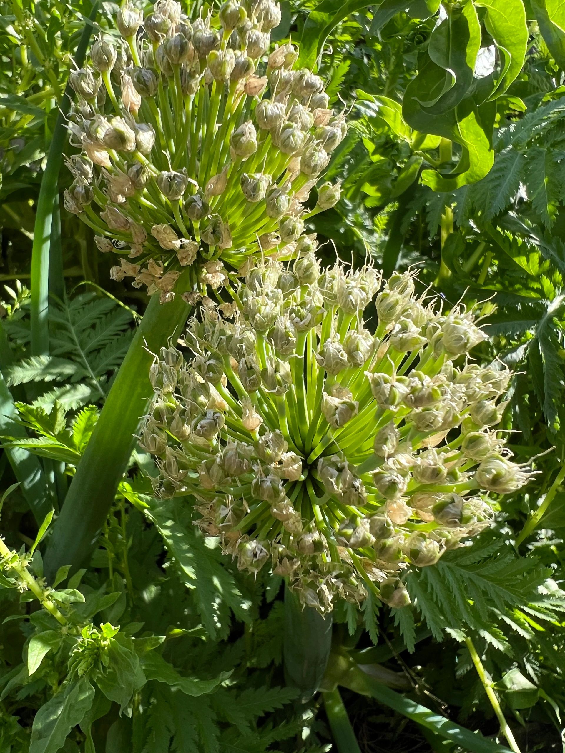 Spring onion seeds