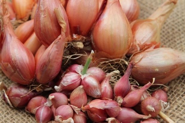 Shallot onions