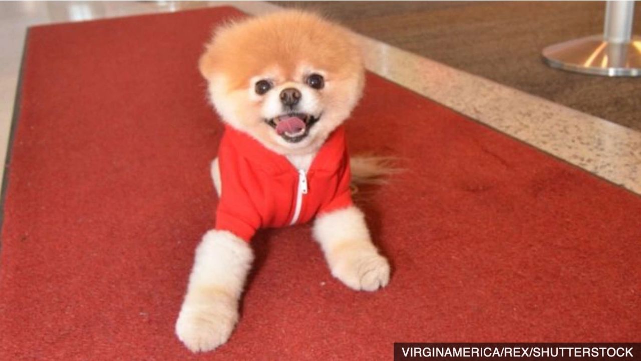 LADbible on X: 'World's Cutest Dog' Boo the Pomeranian dies aged 12    / X