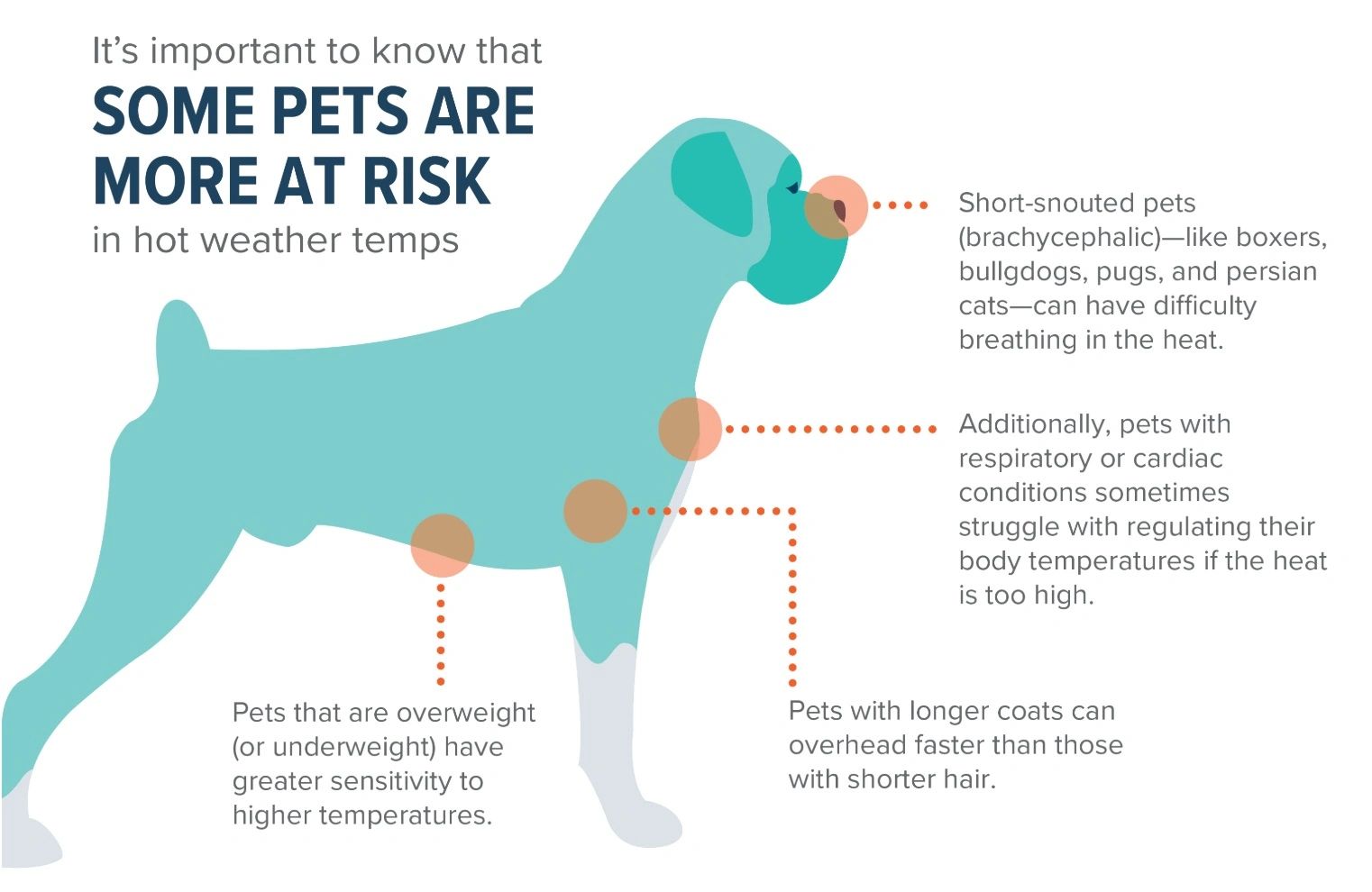 Pets Hot Cars What You Need To Know