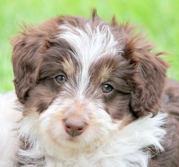 Breeder Bordoodle Border Collie X Poodle Puppies Available