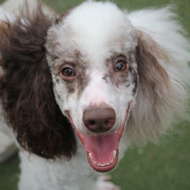 Chiplette the Brown merle Parti poodle (miniature)