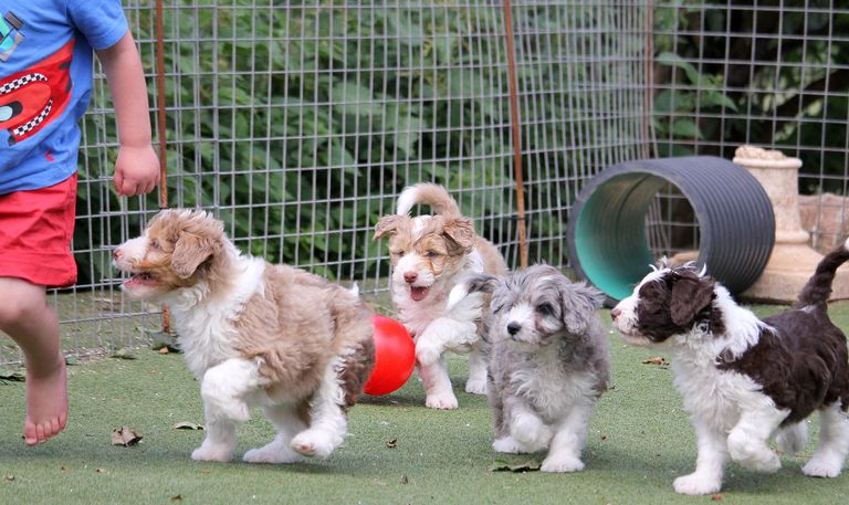 Shawari Border Colloodles