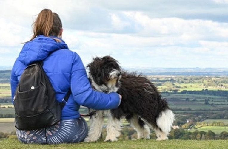 Bordoodle breeder UK.  Borderdoodle, Border collie x poodle, border collie cross poodle, breeder