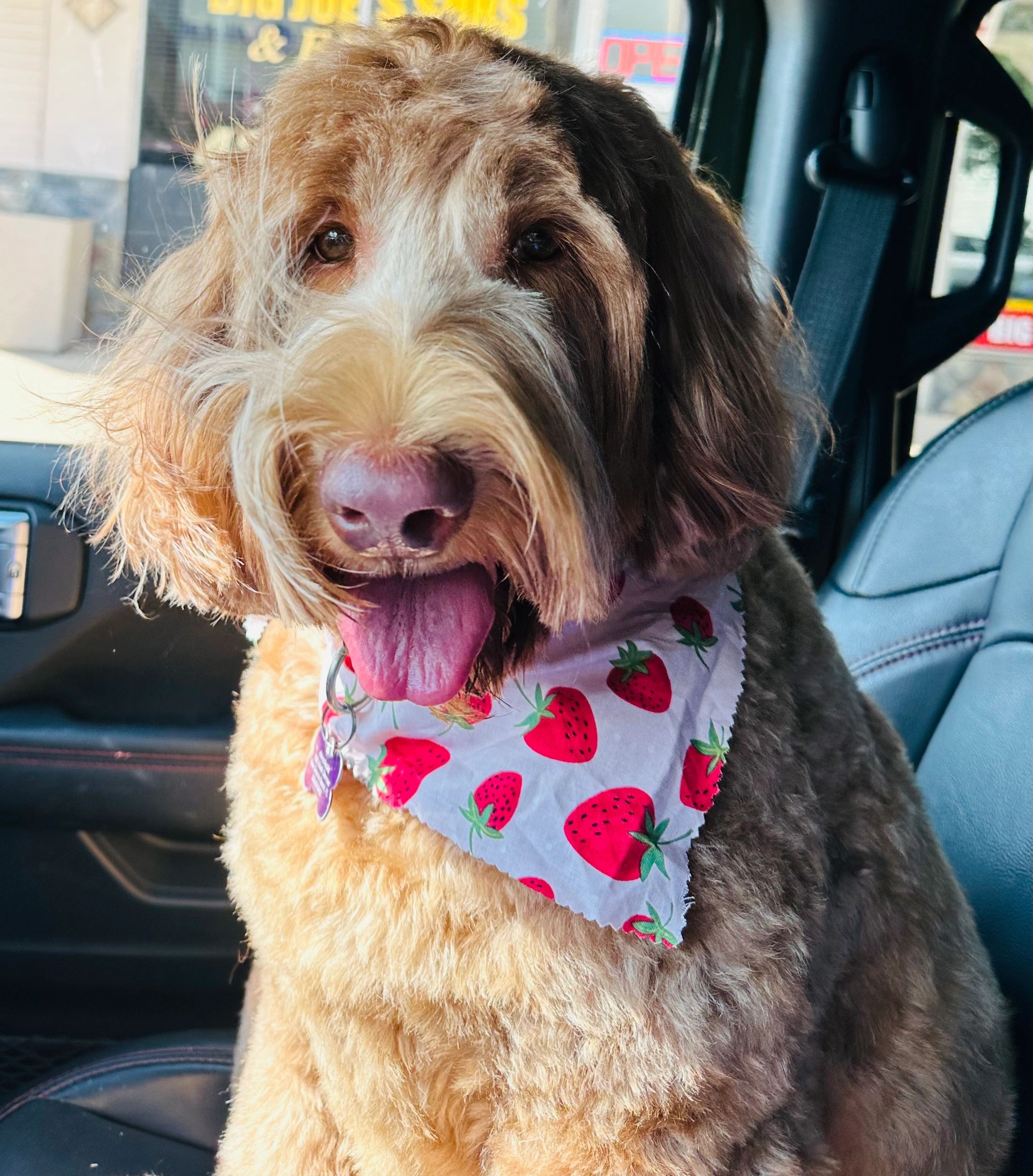 Australian labradoodle shedding sales