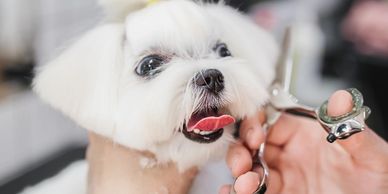 pet grooming bulacan philippines dog cat bath haircut styling face trim