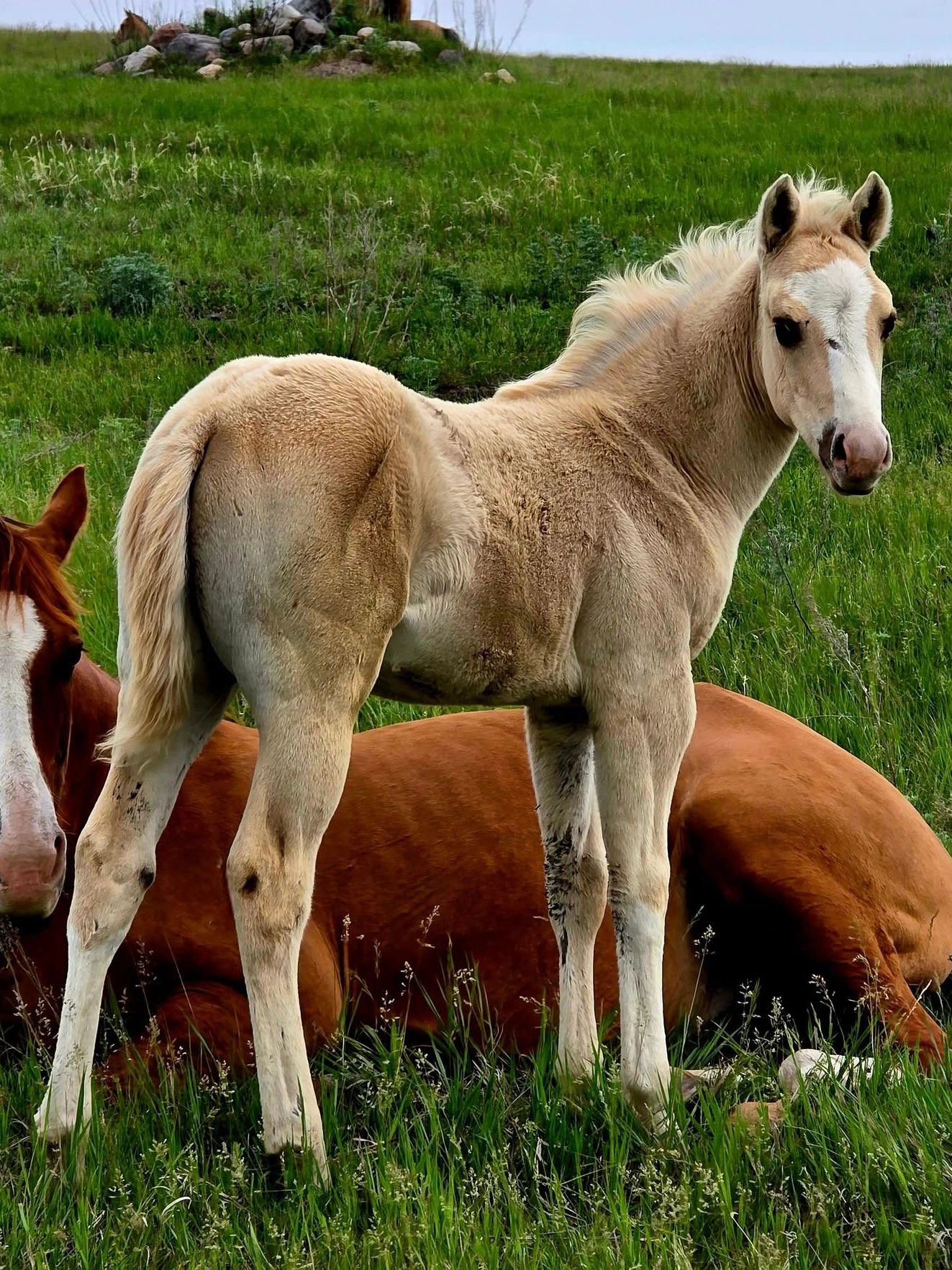 Mares bred to Continental Travel