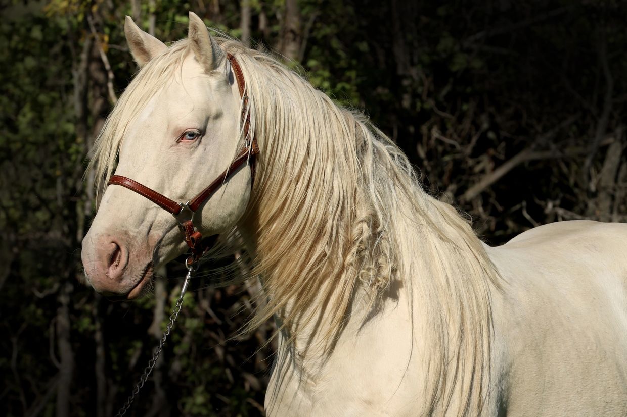 Dunits Creme Brulee Goetz Ranch Quarter Horses