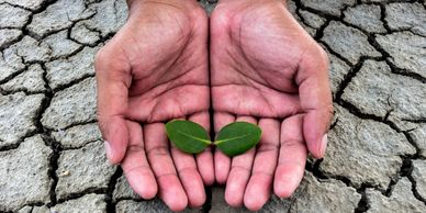 Open hands holding green leaves over severely cracked soil