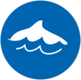 Filly The Dolphin