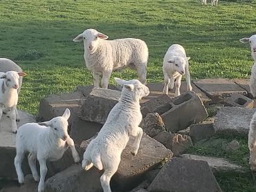 A group of lambs on rocks and grass.
