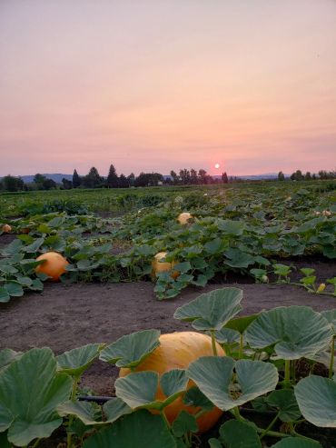 Pumpkin patch at sunset with a pink-orange sky.