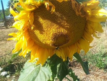 Close-up of a sunflower with a bee at its center.