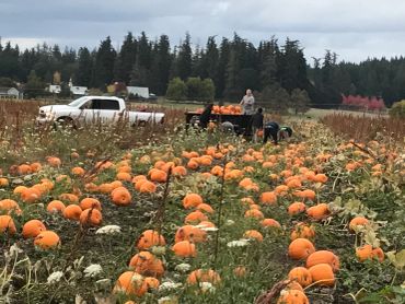 Pumpkin patch with people loading pumpkins into a truck.