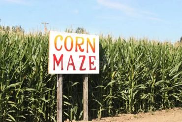 Sign for a corn maze in front of tall corn plants.