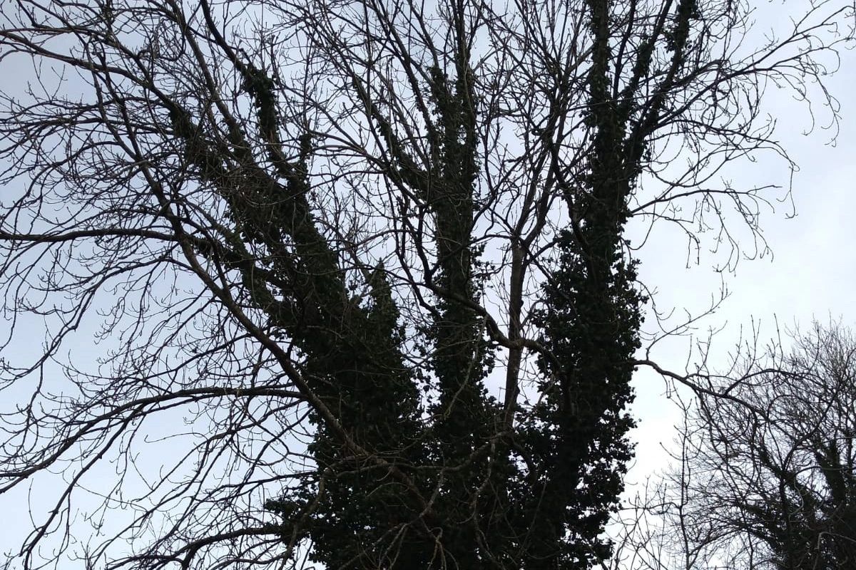 Tall tree with bare branches and ivy.